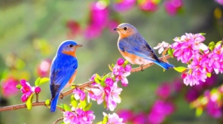 Когда в Азербайджане наступит весна? 