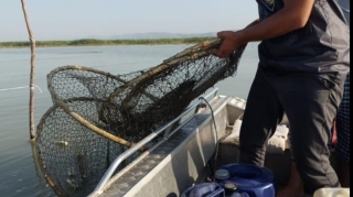 Qanunsuz balıq ovlayanlar cəzalandırıldı  - FOTO