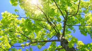 Sabah Bakıda 28, rayonlarda 32 dərəcə isti olacaq 