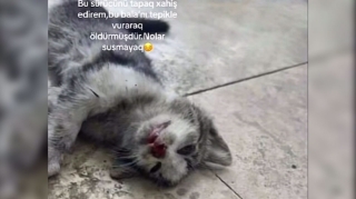 Dəhşətli hadisə:  Taksi sürücüsü bala pişiyi təpikləyərək öldürdü  - VİDEO