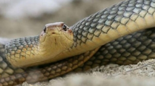 Goranboyda gənc oğlanı ilan sancdı