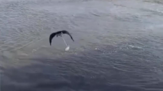 Tutduğu quşun ayağına butulka bağlayıb suya atdı - ANBAAN VİDEO 