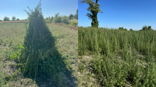 Oğuzda 4,5 ton çətənə kolu məhv edildi - FOTO