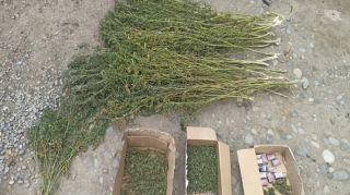 Bərdə sakinindən 10 kq-dan çox narkotik götürülüb  - FOTO