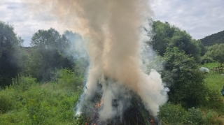Zabux kəndində 1 ton narkotik bitki məhv edildi 