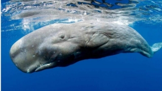 Koronavirus insandan bu heyvanlara keçə bilər