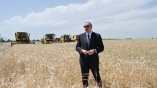 Prezident Ağcabədidə taxıl biçinini izlədi - FOTO 