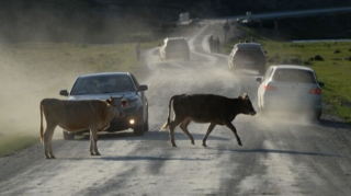 Goranboyda avtomobil mal-qara sürüsünə girdi:xəsarət alan var   - FOTO
