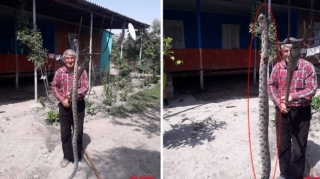 Ucarda nəhəng gürzə ilanı öldürülüb - FOTO 