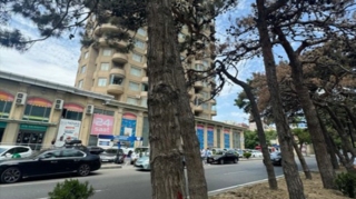 Sirkin qarşısındakı quru ağaclar götürülüb - FOTO