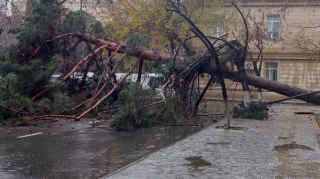 Bakının mərkəzində ağac qəfil aşdı, yol bağlandı - VİDEO 