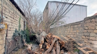 Bakıda güclü külək ağacı elektrik xəttinin üzərinə aşırıb - FOTOLAR 