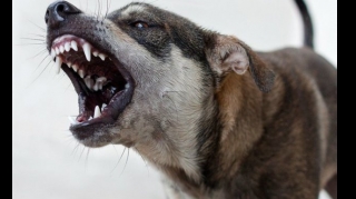 В России стая собак насмерть загрызла семилетнюю девочку
