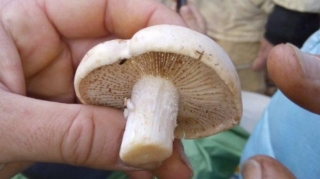 Qaxda 2 uşağın göbələkdən zəhərlənərək ölməsi ilə bağlı RƏSMİ AÇIQLAMA 