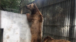 Azərbaycanda restoranda saxlanılan vəhşi heyvanlar Altıağac Milli Parkına təhvil verildi  - FOTO