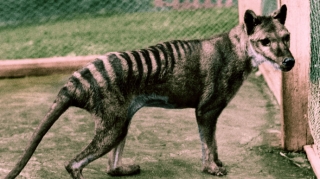 80 il öncə nəsli tükənmiş heyvanın videogörüntüsü ortaya çıxdı - VİDEO 