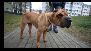 Две поножовщины в Баку: собака без намордника стала причиной одной из них