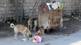 Bakıda küçə itinə yemək verən qadın döyüldü 