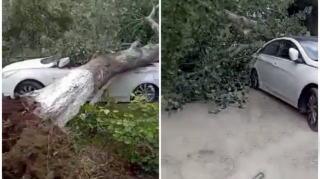 Güclü külək çoxillik ağacı avtomobilin üzərinə aşırıb - VİDEO 