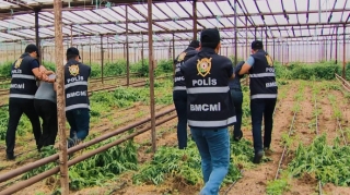 Bir tona yaxın narkotik tərkibli çətənə kolu dövriyyədən çıxarılıb - VİDEO