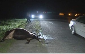 Avtomobil inəyi vurdu - Şəkidə