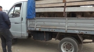 Məşhur mal-qara bazarı yeni ünvana köçdü  - FOTO