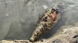 Sumqayıtda hərbi sursat aşkarlanıb  - VİDEO