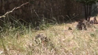 Baxımsız vəziyyətdə olan park...   - VİDEO