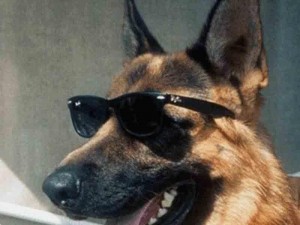 Ən bahalı ev heyvanları: Bu itin dəyəri 375 milyon dollardır