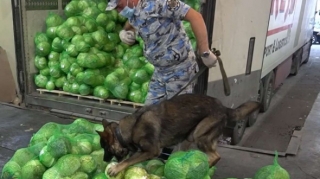 Kələm formasına salınan 40 kq narkotik aşkarlandı - FOTO