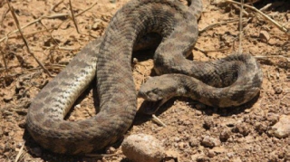 Qaxda 21 yaşlı gənci ilan sancıb