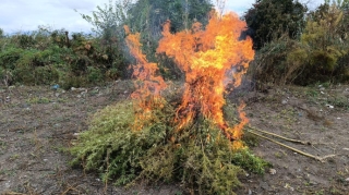 Zəngilanda 1 ton yabanı çətənə bitkisi məhv edildi - FOTO