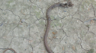 Mingəçevirdə binanın blokundan gürzə çıxdı - FOTO 