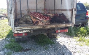 Bərdə sakininin avtomobilində at skeletləri və baş-ayağı tapılıb - FOTO