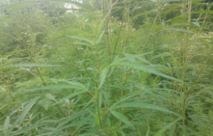 2 tona yaxın narkotik bitki məhv edilib - İsmayıllıda