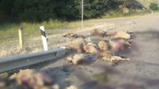 Göygöldə "KamAZ" sürüyə çırpıldı;  25 qoyun ölüb - FOTO 