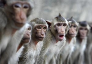 Meymunlar kişini kərpiclə öldürdülər