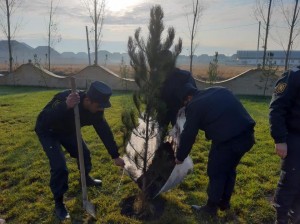 Ucarda polislər ağacəkmə aksiyasında iştirak ediblər
