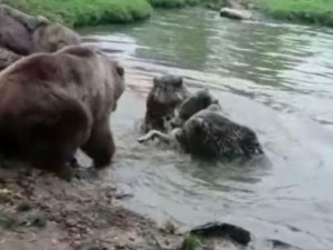 Ayılar heyvanxanada canavarı parçalayıb yedilər - VİDEO