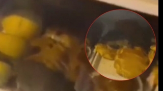 В Баку в кондитерском магазине крыса бегает по витрине