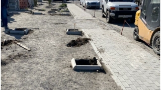 Bakıda mühafizəçiləri otağa salıb 60-dan çox ağacı məhv etdilər   - VİDEO - FOTO