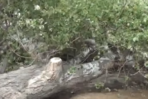 Mingəçevirdə 1 əsrə yaxın yaşı olan ağac aşıb, yol bağlanıb - VİDEO