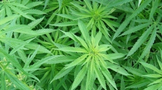 Neftçalada çətənə bitkisi yetişdirən şəxs saxlanıldı - FOTO