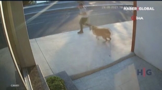 Küçə iti piyadanın yük avtomobilinə çırpılmasına  səbəb oldu  - VİDEO