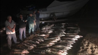 Хəzər dənizində 100-dən çox nərə balığı tutan şəxslər saxlanıldı - FOTO 