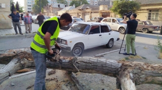 Külək fəsadlar törətdi:  Ağac "07"nin üstünə aşdı - FOTO 