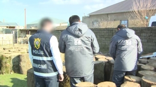 “Bandotdel”dən əməliyyat, ağac kəsən 8 nəfər saxlanıldı - VİDEO 