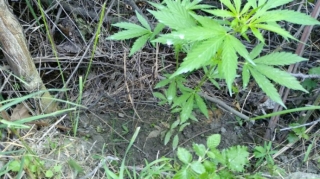 İşlədiyi şirkətin ərazisində narkotik becərən şəxs saxlanılıb