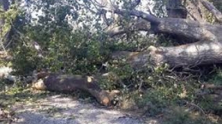 Qəbələdə irigövdəli ağac aşıb, gediş-gəlişə maneə yaradıb 