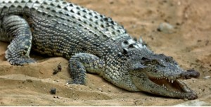 Timsah 10 yaşlı uşağı yedi